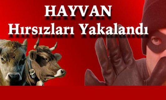 Hayvan Hırsızları Jandarma İle Çatıştı