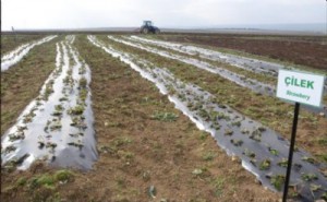 Silivri’de Çiftçinin Yüzü Gülecek