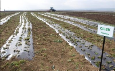 Silivri’de Çiftçinin Yüzü Gülecek