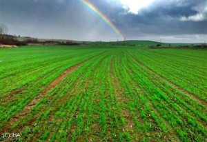 Yağmur Arası Gökkuşağı