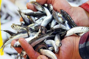 Balıkçılar Rotayı İstanbul’a Çevirdi