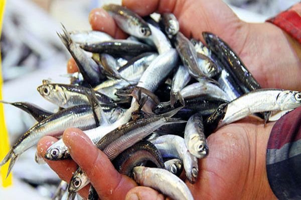 Balıkçılar Rotayı İstanbul’a Çevirdi