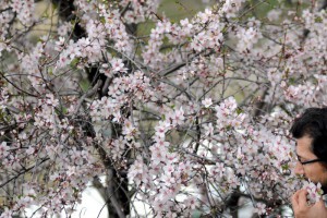 Tekirdağ’da Ağaçlar Çiçek Açtı