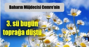 Baharın Müjdecisi Toprağa Düştü