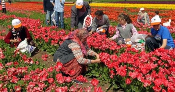 Silivri’de yetiştirilen çiçekler İstanbul’u renklendirdi