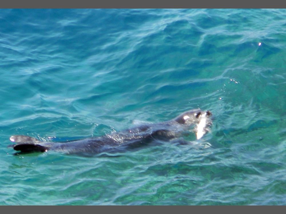 Marmara Denizi’nde Akdeniz Foku Görüldü
