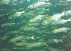 Lüfer, Çanakkale Boğazı’ndan Hopa’ya Kadar İzlenecek