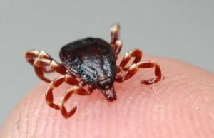 Kene sezonu açıldı