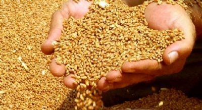 Buğdayda Düşük Rekolte Beklentisine “Tedbir” Talebi