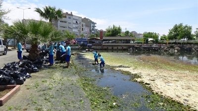 Silivri Sahili Yosunlardan Temizleniyor