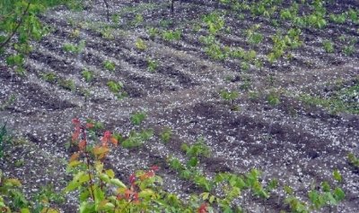 Yağış Trakya’da Ekili ve Dikili Alanlara Zarar Verdi