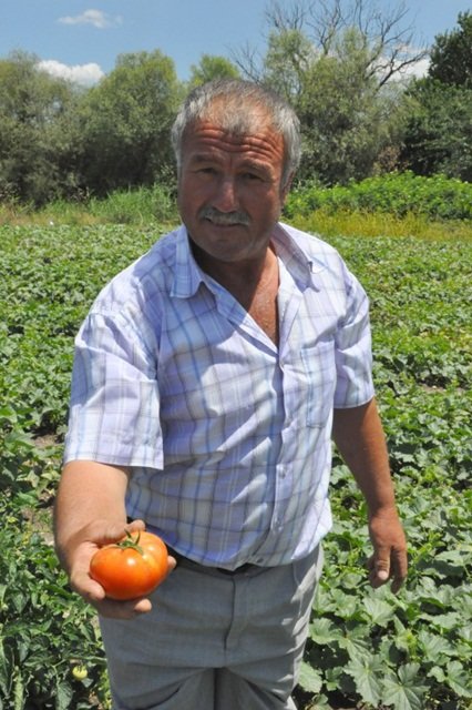 İlk Domates Üreticisi Yine Değirmenköy’lü Uzun Oldu