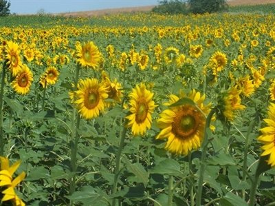 Ayçiçeklerde Arıların Bal Mesaisi Başladı