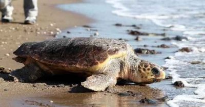 Bakımı Tamamlanan “Caretta Caretta” Denize Bırakıldı