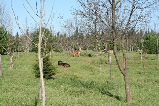 Büyükçekmece’ye bırakılan köpekler için belediye alarmda