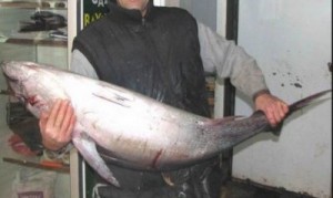 Saros’ta, Kılıç Balığı Bereketi