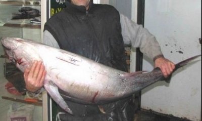 Saros’ta, Kılıç Balığı Bereketi