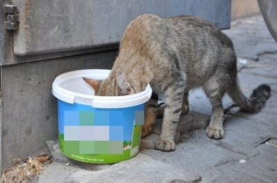 Tekirdağlı Vatandaşlar Sokak Hayvanlarını Unutmadı