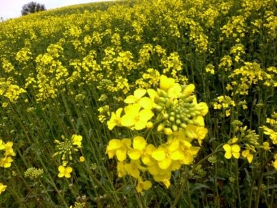 Kanola, Trakya Çiftçisinin Ekim Kültürüne Yerleşti