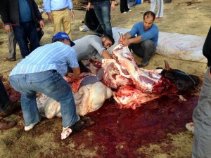 SİLİVRİ`DE KURBAN BAYRAMI`NDA ÇAĞ DIŞI GÖRÜNTÜLER