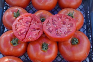 En İyi Domates Seçildi‏