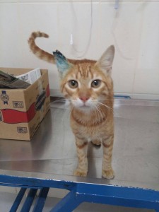 Büyükçekmece Sokak Kedilerine Sahip Çıktı