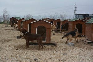 Sahipsiz Hayvan Barınağı Yenileniyor