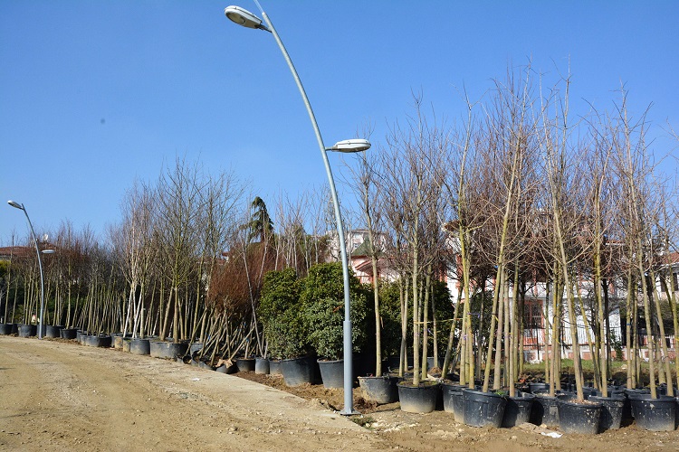 Ağaç Dikmeyenin Nikâhı Kıyılmayacak!