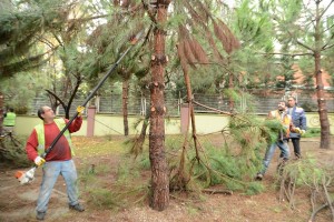 Beylikdüzü’nde Ağaçlar Bir Bir Budanıyor