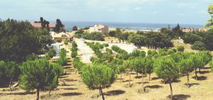 Bu Sonbahar Beylikdüzü’nün Bir İzci Kampı Olacak