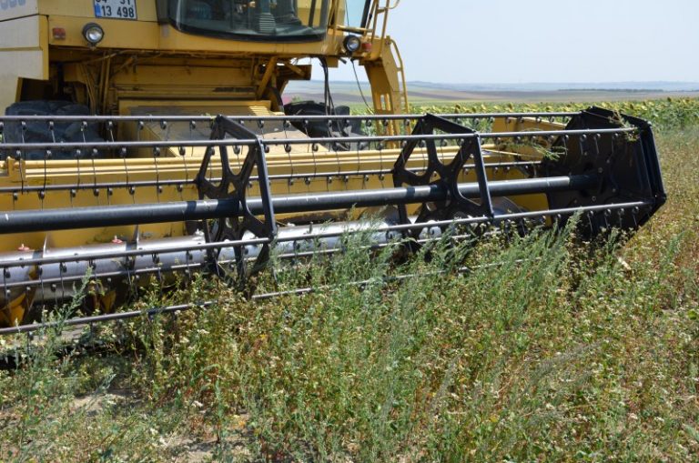 KURFALLI VE ALİPAŞA’DA KARABUĞDAY HASATI YAPILDI
