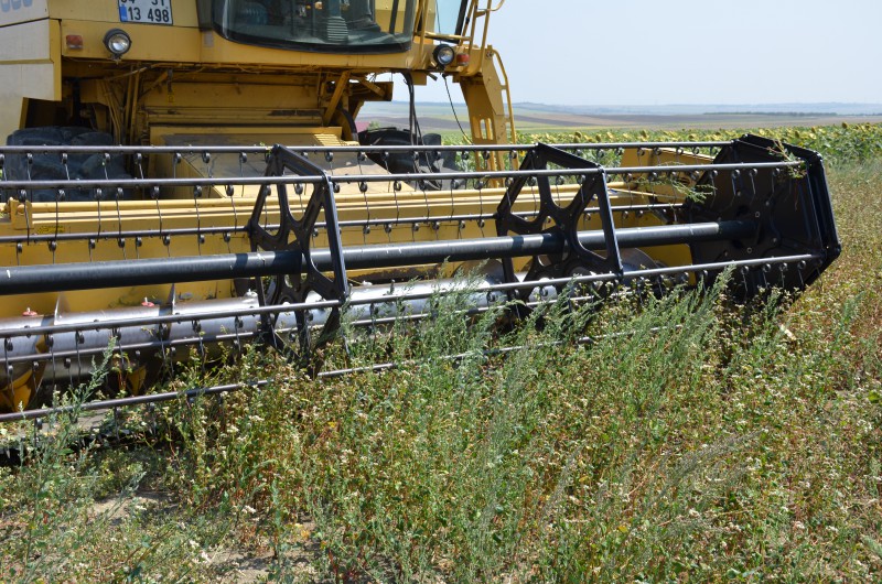 KURFALLI VE ALİPAŞA’DA KARABUĞDAY HASATI YAPILDI