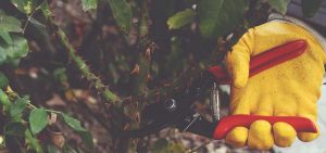 AĞAÇLAR SAĞLIK İÇİN BUDANIYOR