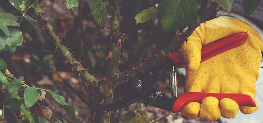 AĞAÇLAR SAĞLIK İÇİN BUDANIYOR