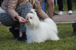 SEVİMLİ DOSTLARIMIZ BU YIL CUMHURİYET KUPASI İÇİN SİLİVRİ’DE