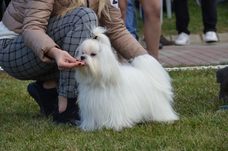 SEVİMLİ DOSTLARIMIZ BU YIL CUMHURİYET KUPASI İÇİN SİLİVRİ’DE