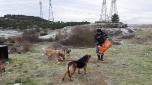 İBB, soğuk havalarda sokak hayvanlarını da unutmadı