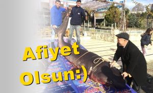 Ekmek Arası Köpekbalığı!