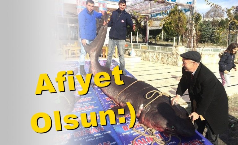 Ekmek Arası Köpekbalığı!