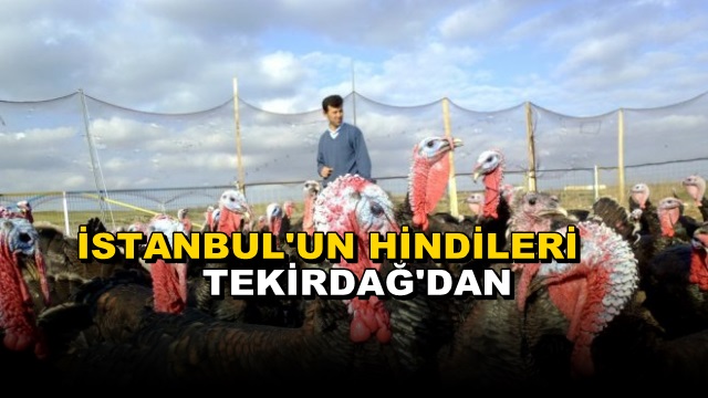 Istanbul’un Yılbaşı Hindileri Tekirdağ’dan