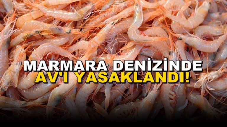 Marmara Denizi’nde Karides Avı Yasaklandı