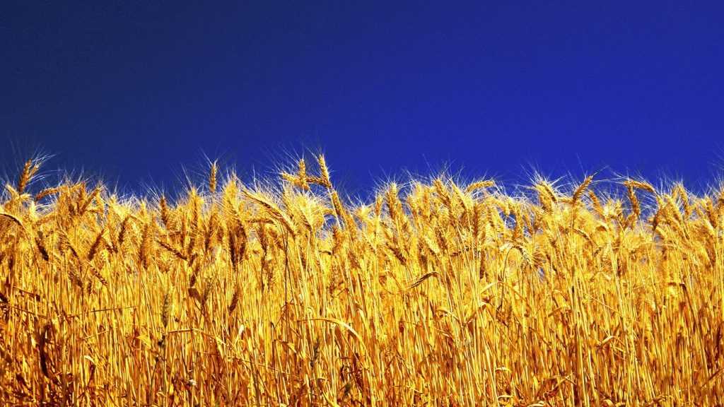 Trakya’da Kar Yağışı Ekinlere Can Suyu Oldu