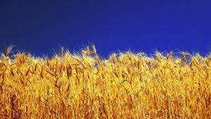 Trakya’da Kar Yağışı Ekinlere Can Suyu Oldu