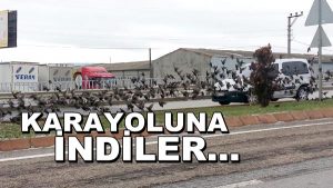 Aç Kalan Sığırcıklar Karayoluna Indi