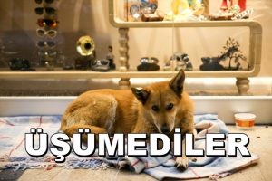 Bakırköy’de bir Avm Girişi, Sokak Hayvanlarına Barınak Oldu