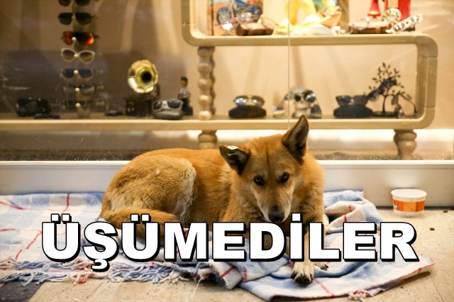 Bakırköy’de bir Avm Girişi, Sokak Hayvanlarına Barınak Oldu