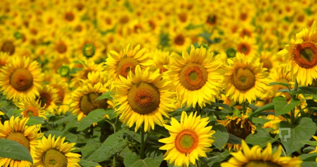 Gaytancıoğlu ‘Ayçiçeği kesin alım fiyatlarıyla’ ilgili açıklama yaptı