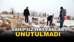 Büyükçekmece’de Sahipsiz Hayvanlar Unutulmadı