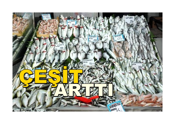 Havalar Isındı, Balık Çeşidi Arttı