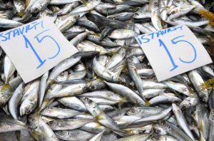 İstavritin Fiyatı Düştü, Çinekopa Gün Doğdu